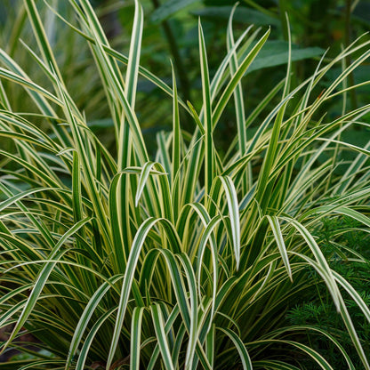Carex morrowii &