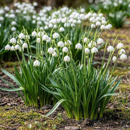 Blumenzwiebeln Leucojum Aestivum | 20 Stück Weiß – Zwiebelgröße 8/9 – XXL Pack
