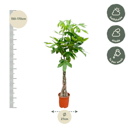 Pachira aquatica 140 cm | Glückskastanie im Ø27 cm