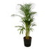 Areca palm - ↨110cm - Ø21cm mit elho Greenville Round schwarz D24xH23