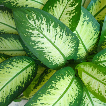 Diefenbachia Tropic Snow - Dieffenbachia mit Korb - Höhe 90-100cm