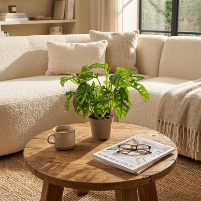 Monstera Adansonii Monkey Mask - Ø 12 cm - Höhe: 25-35cm