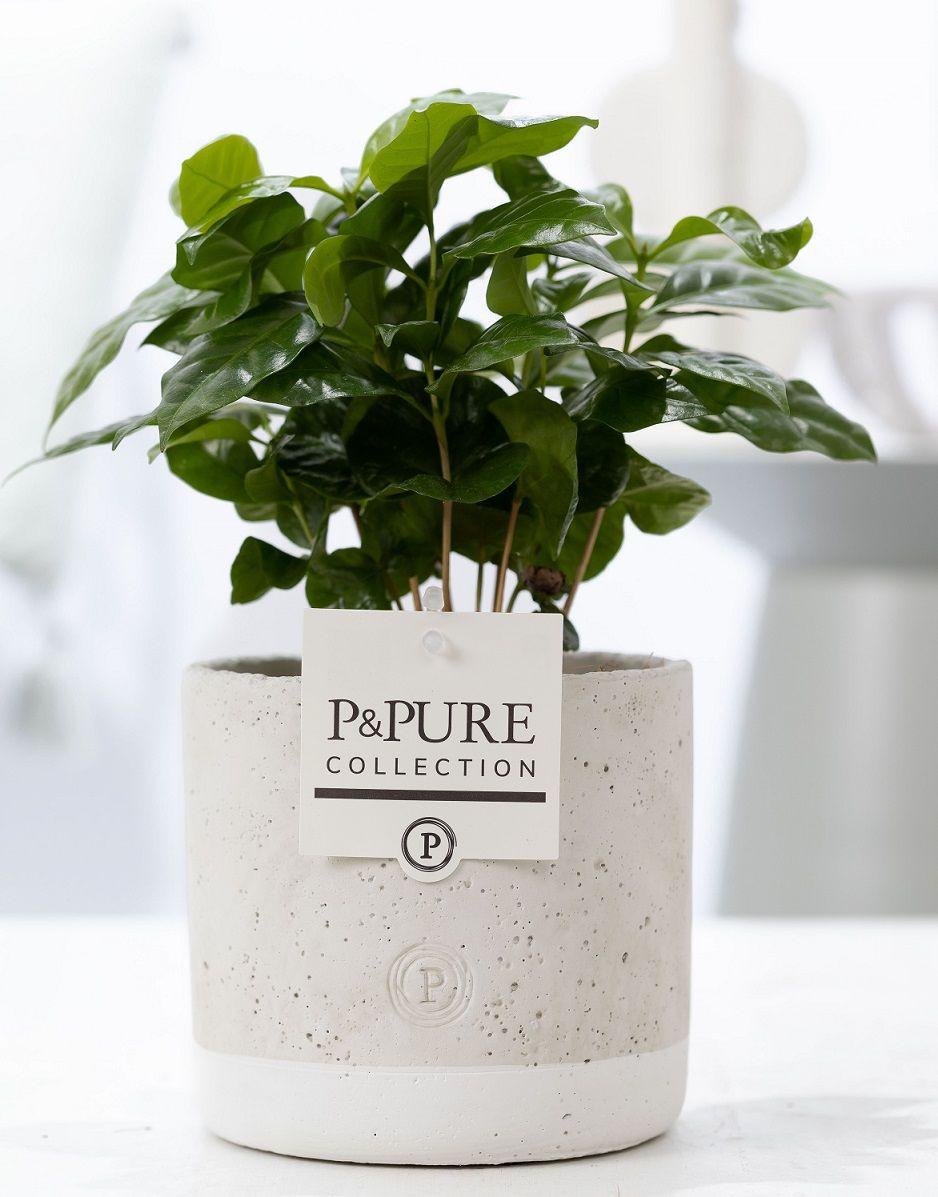 Coffea Arabica In P&amp;PURE Jade Ceramics - Ø12cm - ↕20cm