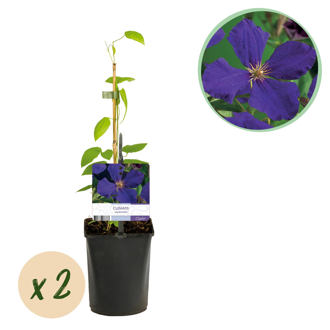 Clematis Jackmanii - Blüte Blau - Wenig Pflege - 2 Pflanzen - Topf 11cm Höhe 40cm