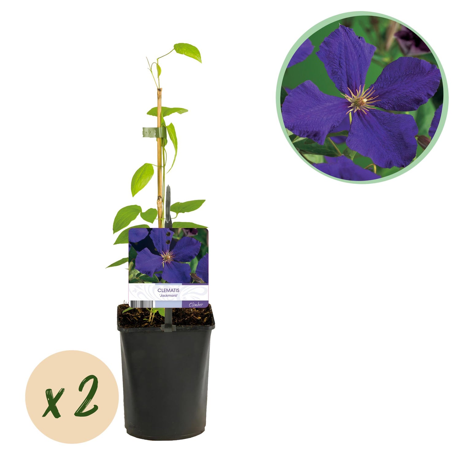 Clematis Jackmanii - Blüte Blau - Wenig Pflege - 2 Pflanzen - Topf 11cm Höhe 40cm