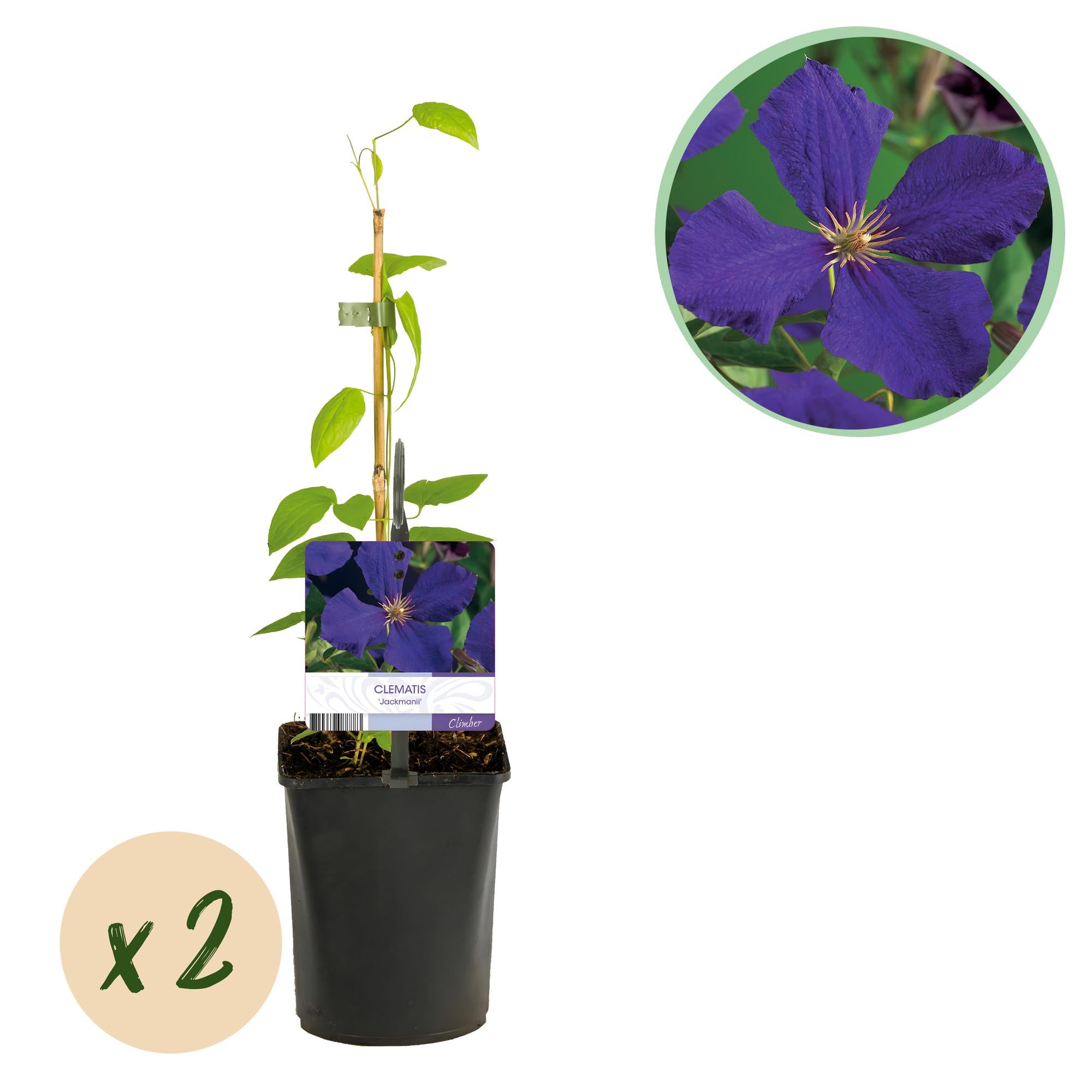 Clematis Jackmanii - Blüte Blau - Wenig Pflege - 2 Pflanzen - Topf 11cm Höhe 40cm