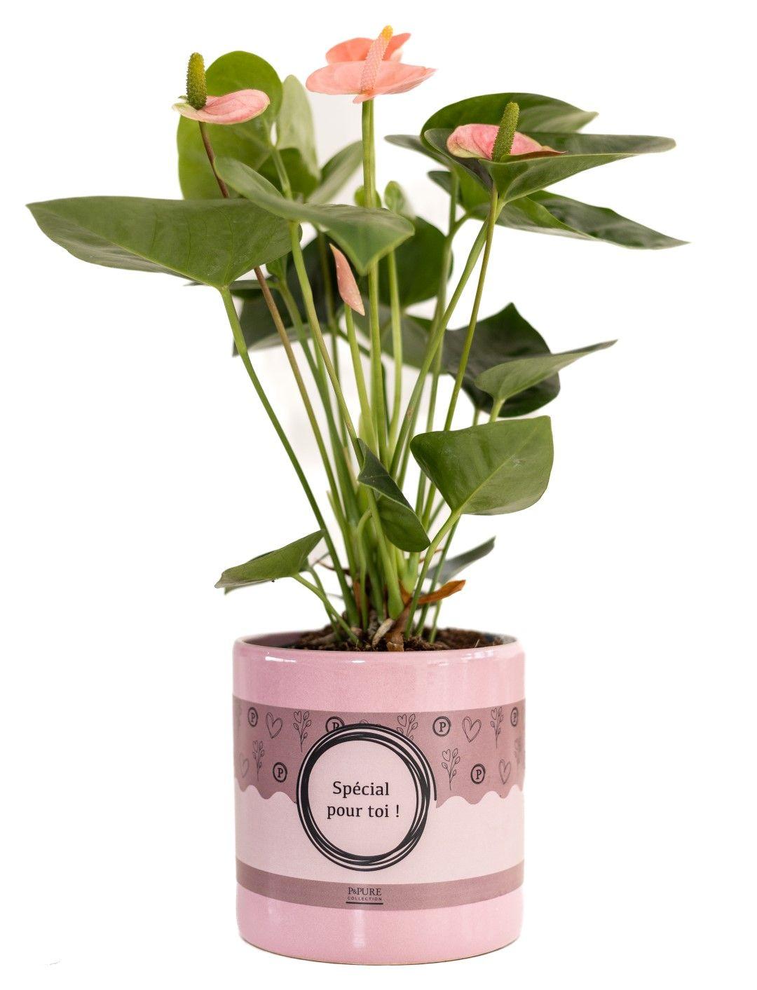 Anthurium Pink (Spirit) In P&amp;PURE "SPECIAL POUR TOI" Verpakking - Ø12cm - ↕45cm
