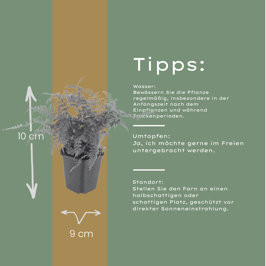 6x Polystichum set. &