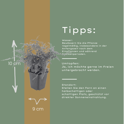 6x Polystichum set. &