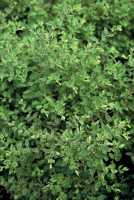 24x Symphoricarpos ch. &