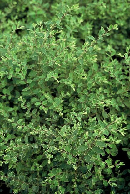 24x Symphoricarpos ch. &