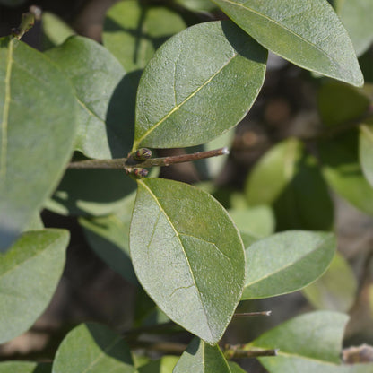 Ligustrum ovalifolium – 8 Pflanzen für 1 m Hecke | Immergrün &amp; schnittfest