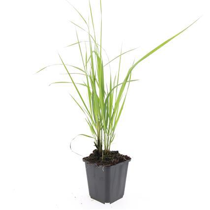 24x Calamagrostis acutiflora ‘Karl Foerster’ – Garten-Reitgras für moderne &amp; naturnahe Gärten – Höhe 10–25 cm – Ø 9 cm