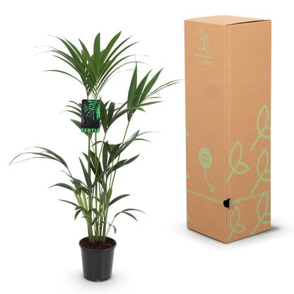 Howea Forsteriana - Kentia-Palme - 1 Pflanze - mit Korb oder Topf - Höhe 120-130cm