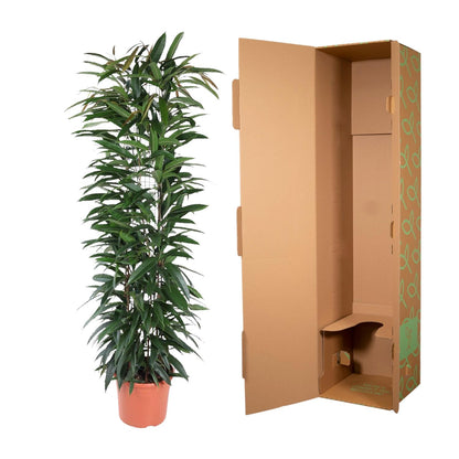 Ficus Alii King – Elegante Bananenpflanze für Innenräume