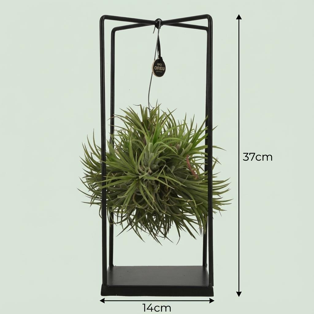Tillandsia Luftpflanze im Dekor - Ø 14 cm - Höhe: 37 cm