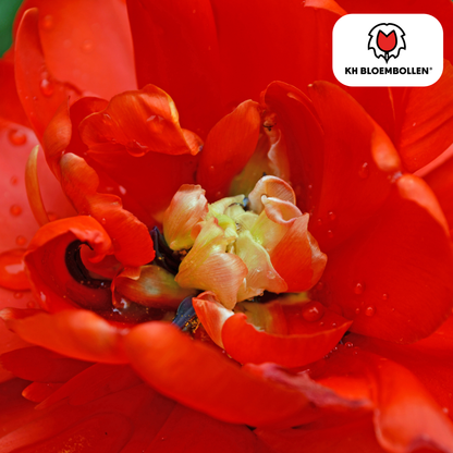 Tulpenzwiebeln Bombastic Red – 20er-Pack | Gefüllt &amp; tiefrot