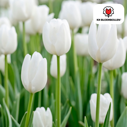 Catherina Tulpenzwiebeln – 20er-Pack | Weiß &amp; edel