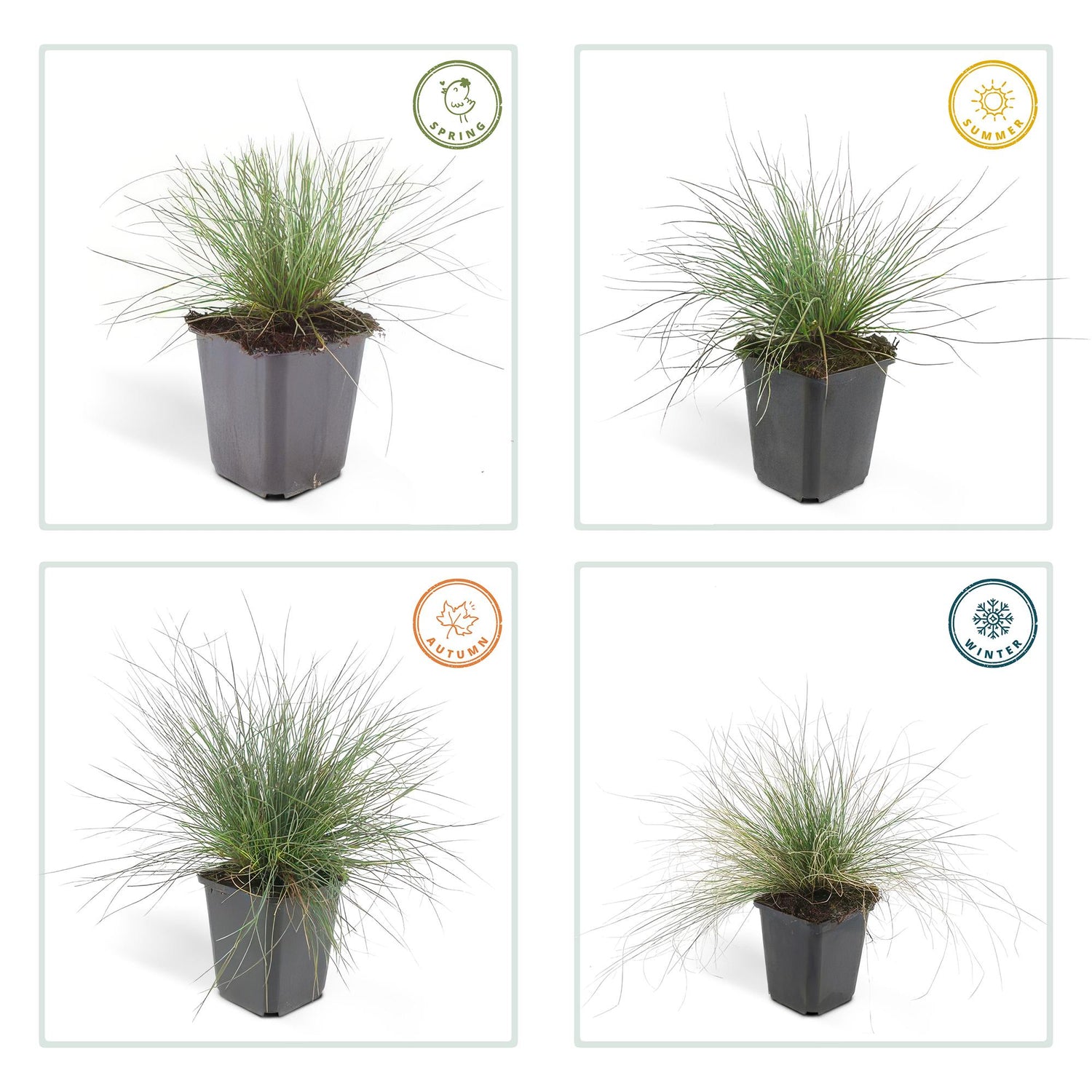 24x Festuca glauca ‘Elijah Bleu’ – Blauschwingel für Beete, Steingärten &amp; Rabatten – Höhe 10–25 cm – Ø 9 cm