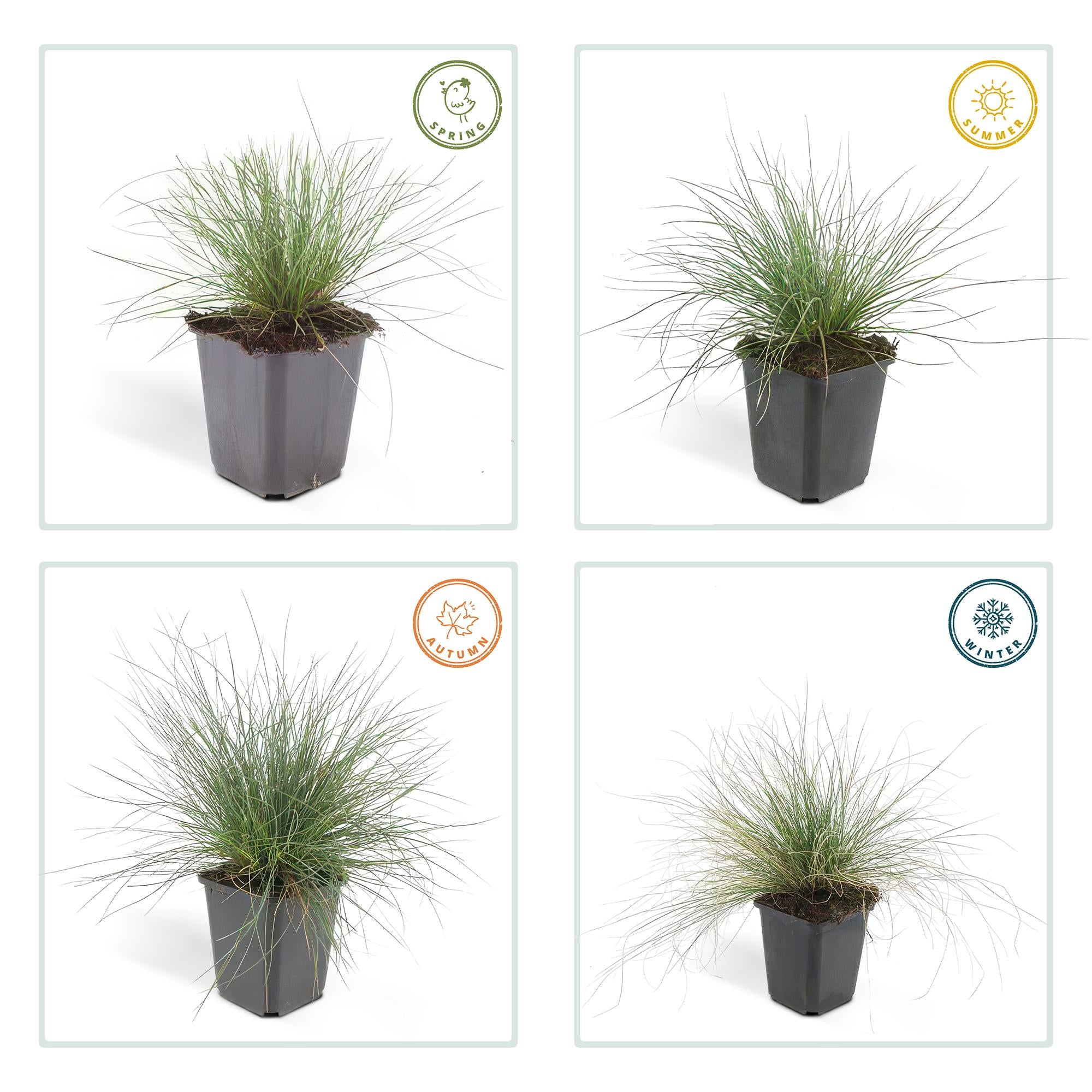 24x Festuca glauca ‘Elijah Bleu’ – Blauschwingel für Beete, Steingärten &amp; Rabatten – Höhe 10–25 cm – Ø 9 cm