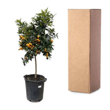 Citrus Kumquat – ca. 150 cm – Ø40 cm Topf – Exotische Zitruspflanze mit essbaren Früchten