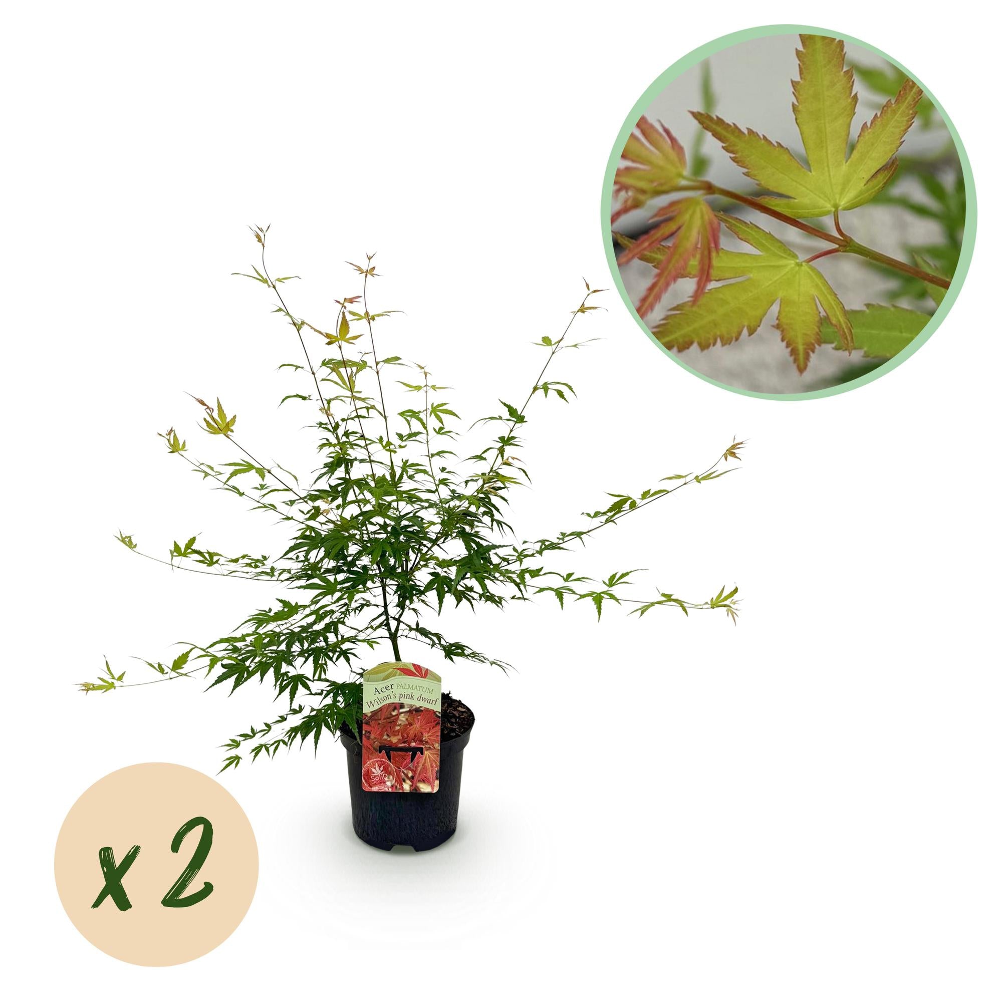 Japanischer Ahorn - Acer palmatum Pink Dwarf - Rosa - 2 Pflanzen - Laubabwerfend - Topf 19cm Höhe 70cm