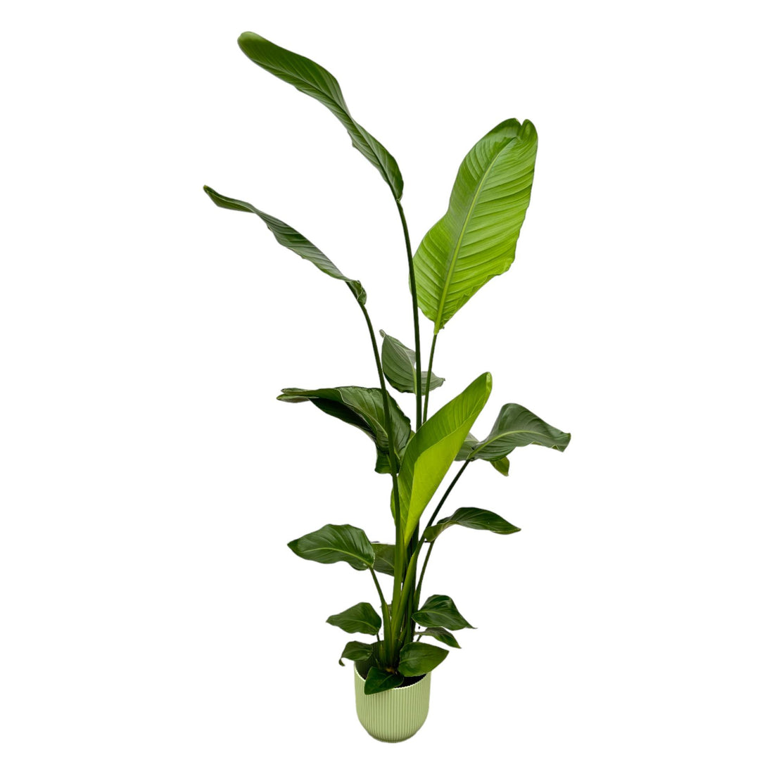 Strelitzia Nicolai mit elho Vibes Fold Round grün- 130 cm - Ø18