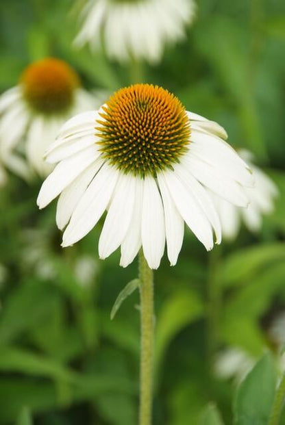 24x Echinacea p. &