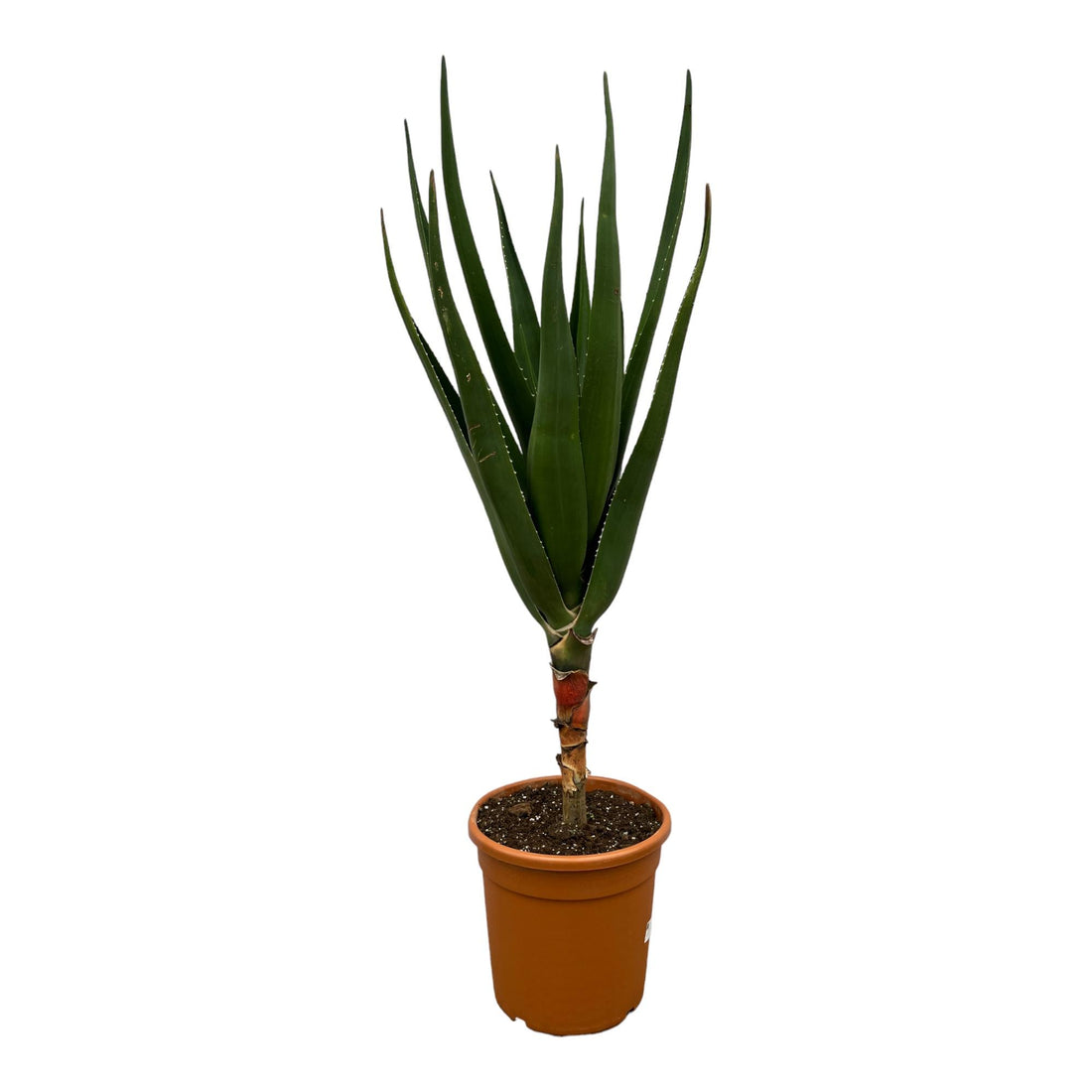 Aloë Barberae - 160 cm - Ø30cm