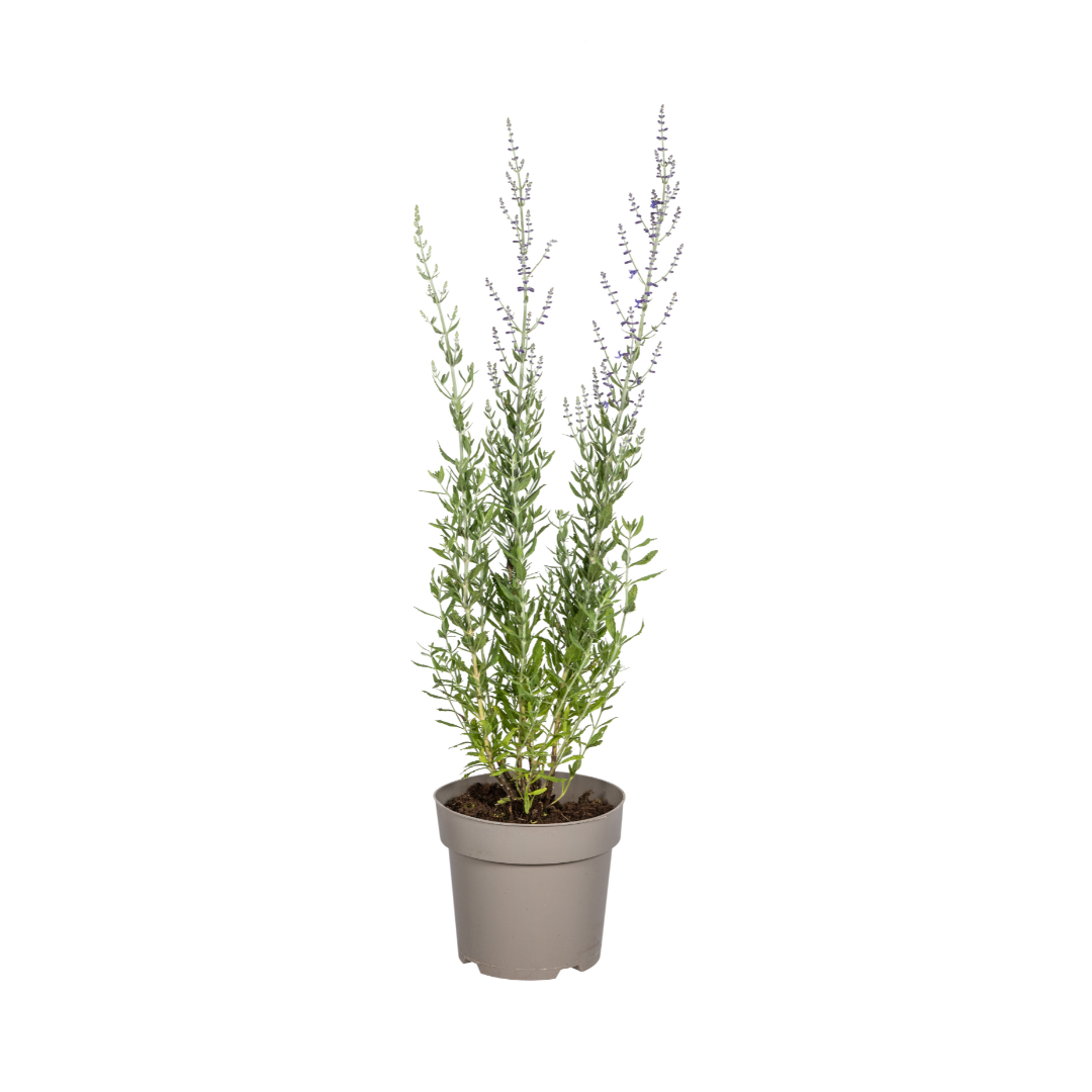 Blauraute – Perovskia atriplicifolia – Intensives Blau – Bienenfreundlich &amp; Pflegeleicht – Ø19 cm – Höhe 50–60 cm