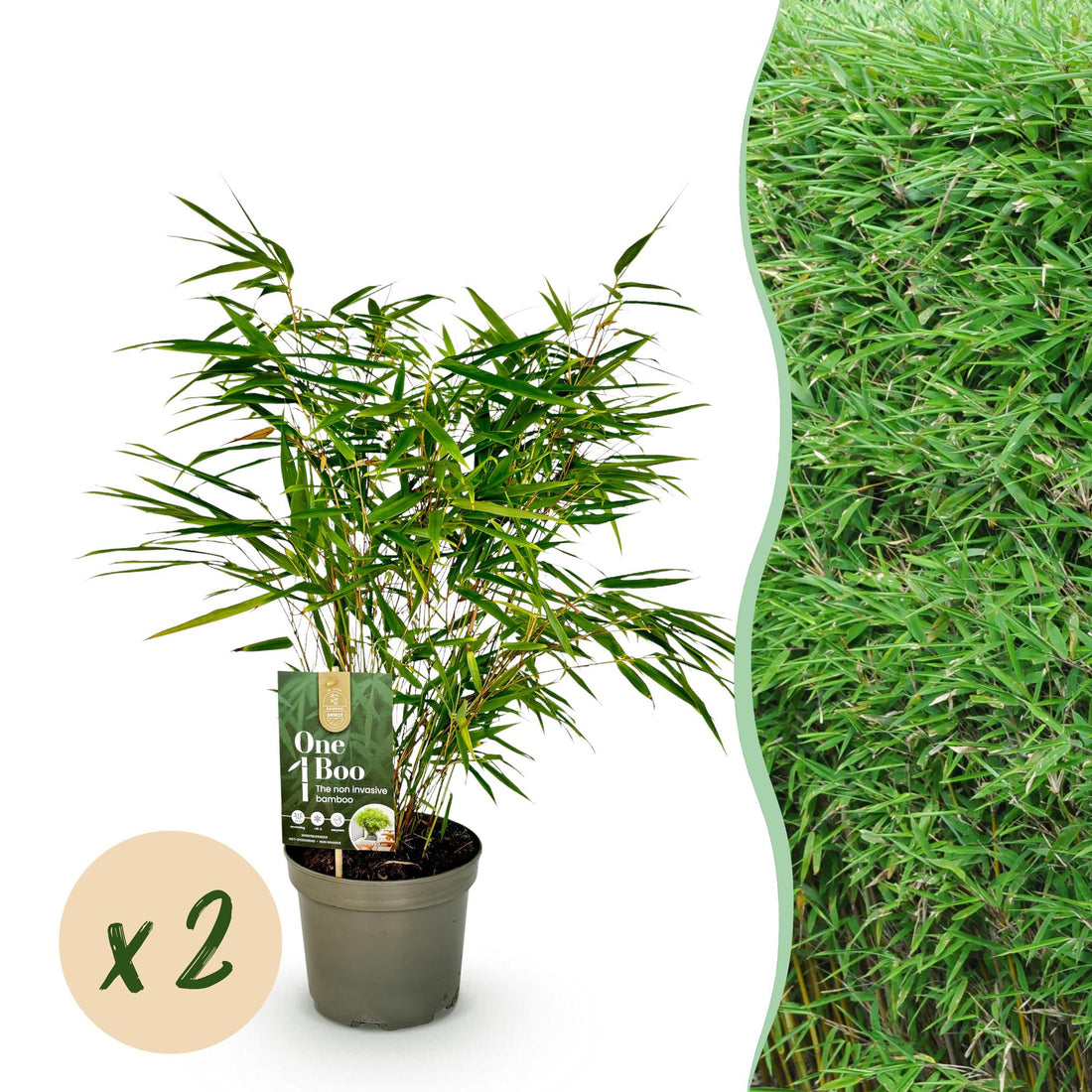 Bambus Fargesia rufa | 2 immergrüne Pflanzen – horstbildend – winterhart – 60 cm