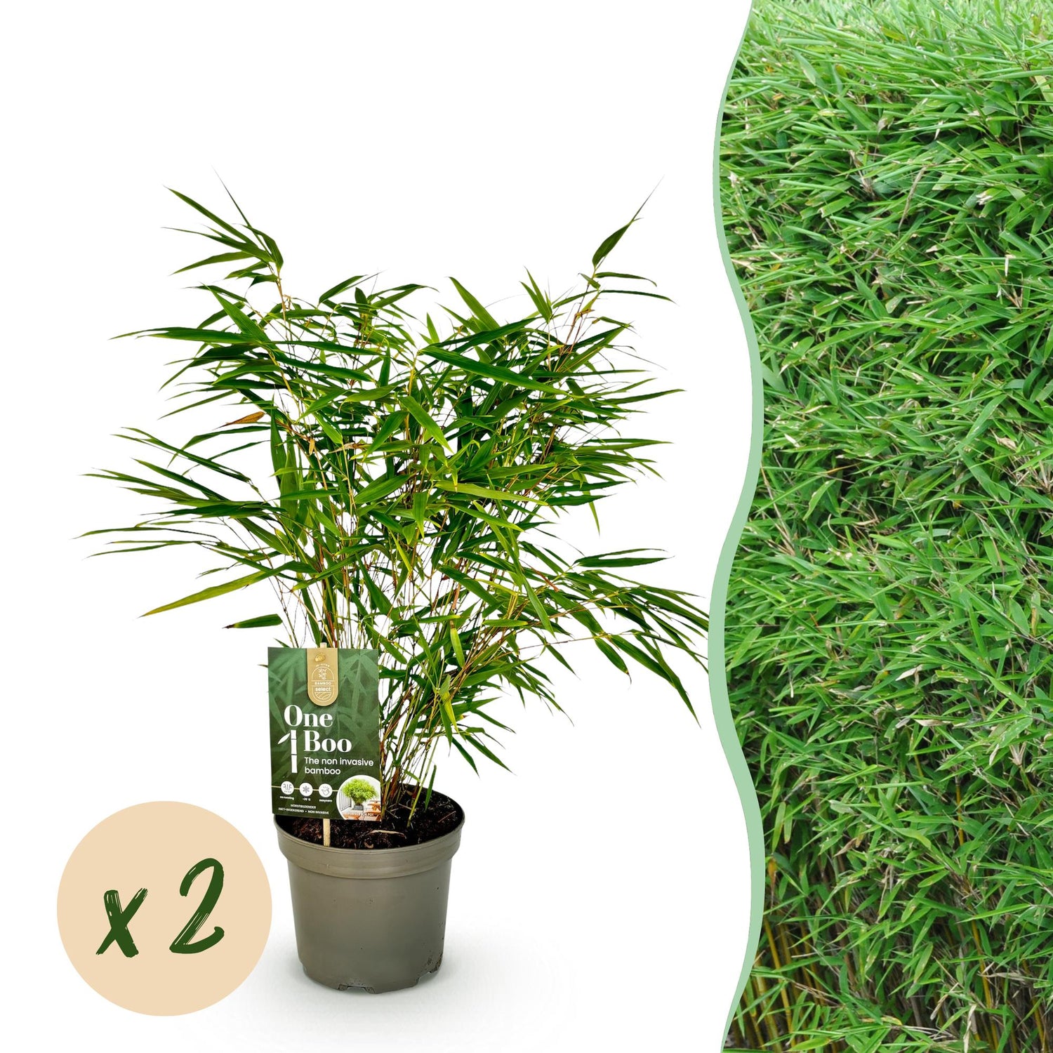 Bambus Fargesia rufa | 2 immergrüne Pflanzen – horstbildend – winterhart – 60 cm