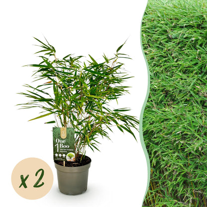 Bambus Fargesia rufa | 2 immergrüne Pflanzen – horstbildend – winterhart – 60 cm