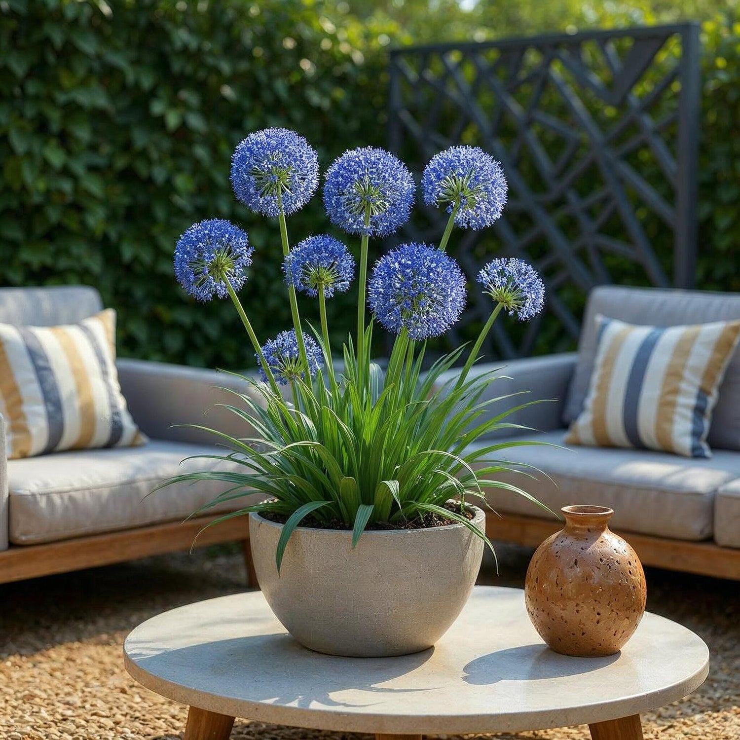 Blumenzwiebeln Allium Caeruleum | 40 Stück Blau – Zwiebelgröße 4/5 – XXL Pack