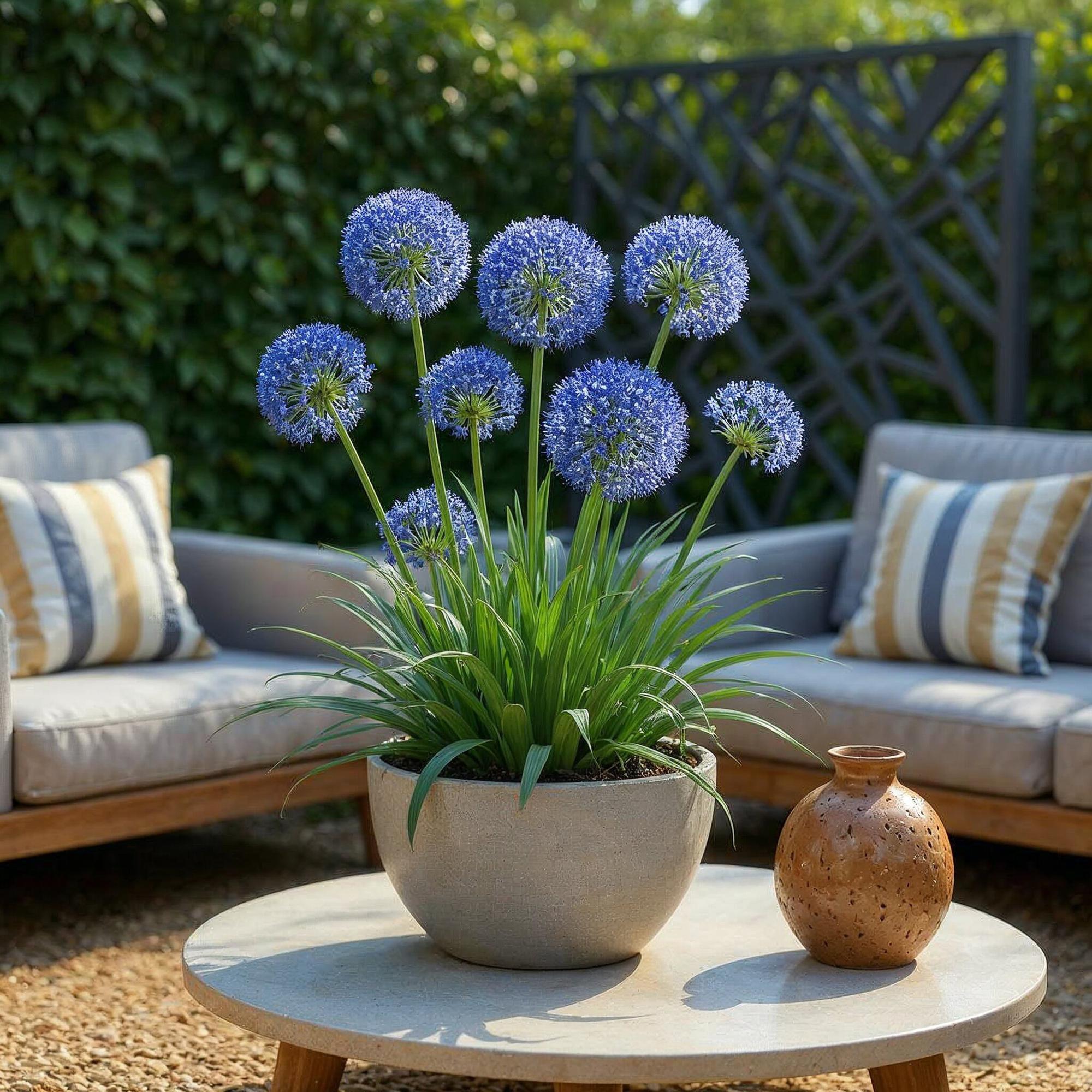 Blumenzwiebeln Allium Caeruleum | 40 Stück Blau – Zwiebelgröße 4/5 – XXL Pack