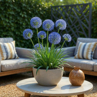 Blumenzwiebeln Allium Caeruleum | 40 Stück Blau – Zwiebelgröße 4/5 – XXL Pack