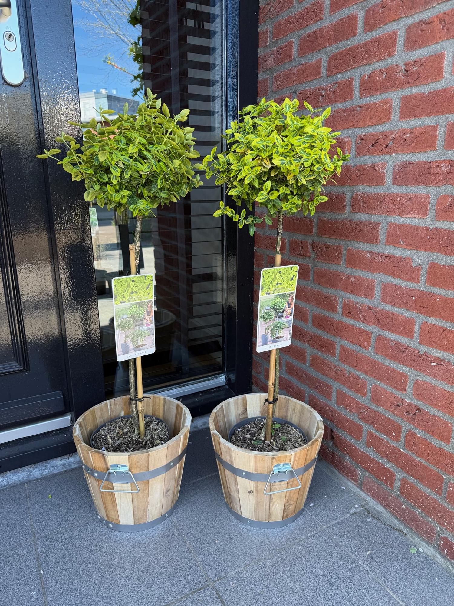 Euonymus fortunei Emerald n Gold - Terrassen Pflanze - Immergrün - Winterhart - Grün-Gelbe Blätter - Topf 19cm Höhe 90cm
