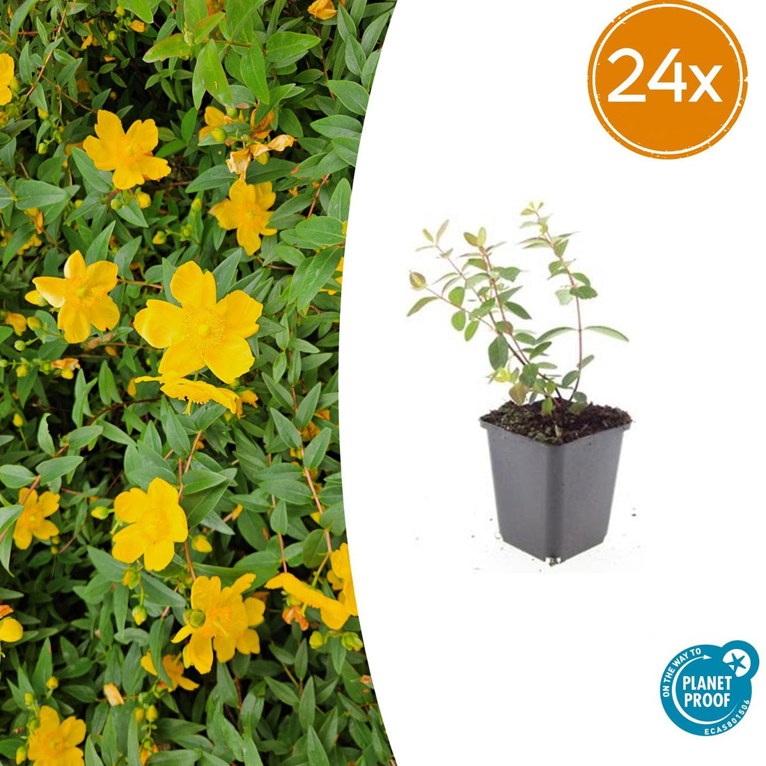 24x Hypericum dummeri ‘Peter Dummer’ – Bodendeckerpflanzen online kaufen