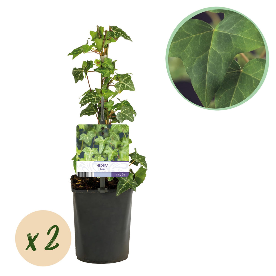 Kletterpflanze - Hedera helix - Blätter grün - Immergrün - 2 Pflanzen - Topf 11cm Höhe 40cm