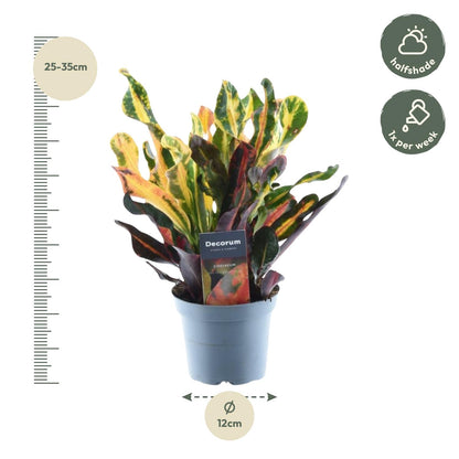 Codiaeum Mammi 30 cm – bunte Zimmerpflanze Topf 12