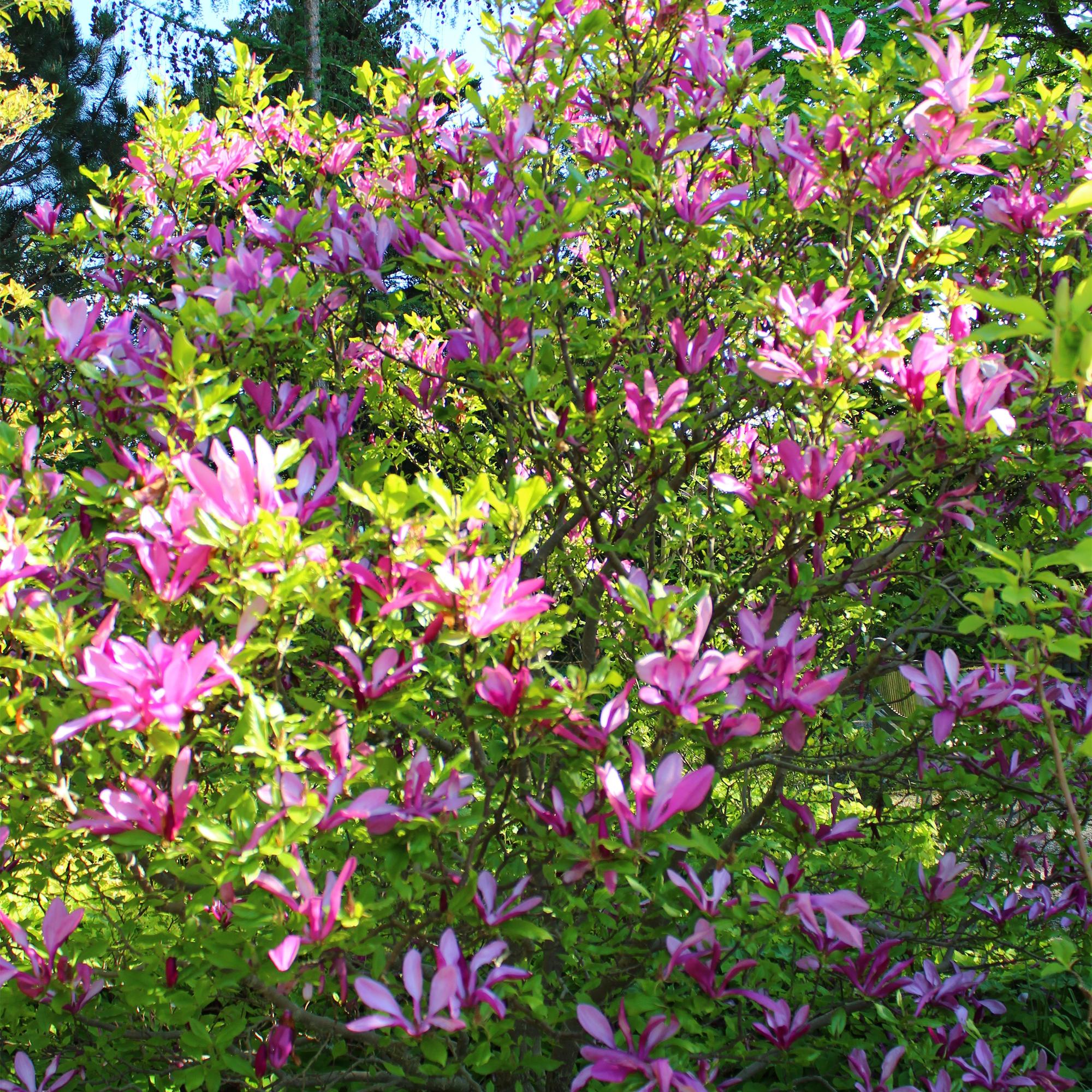 Magnolia Susan - Blumen Dunkelrosa - 1 Pflanze - laubabwerfend - wenig Pflege - Topf 17cm Höhe 45cm