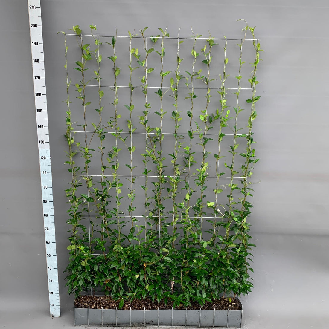 Trachelospermum - Sternjasmin - Fertighecke - 120 x 180 cm