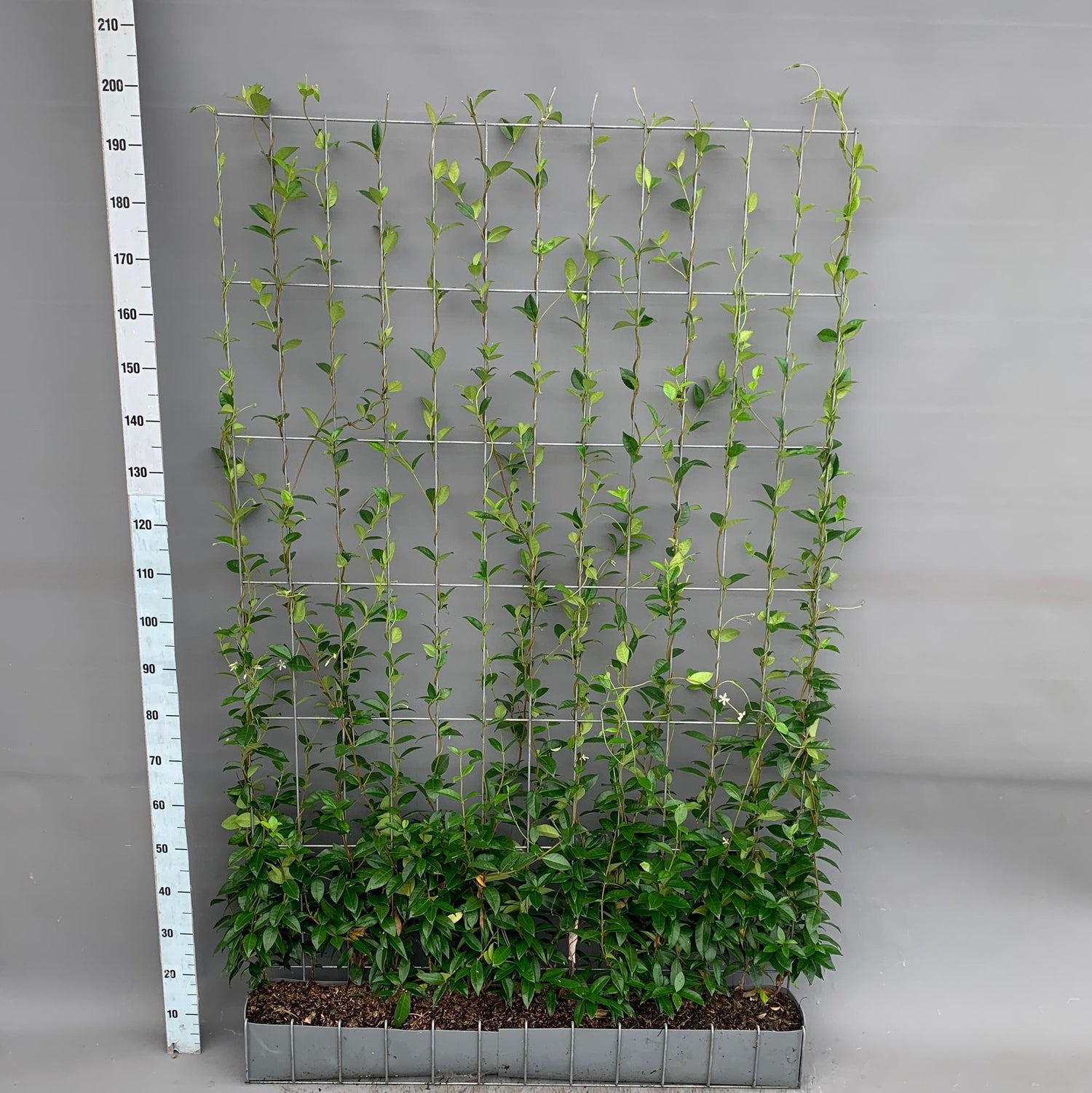 Trachelospermum - Sternjasmin - Fertighecke - 120 x 180 cm