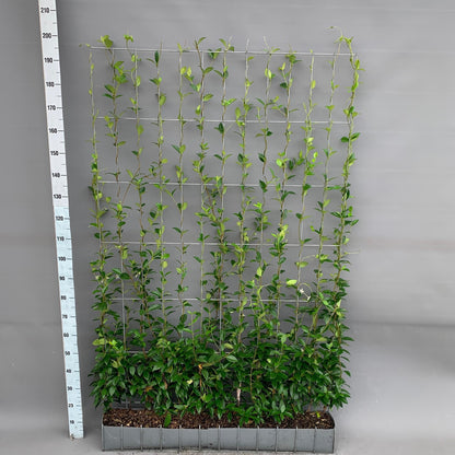 Trachelospermum - Sternjasmin - Fertighecke - 120 x 180 cm