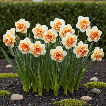 Blumenzwiebeln Narzisse Replete | 10 Stück Weiß-Orange – Zwiebelgröße 10/12 – XXL Pack
