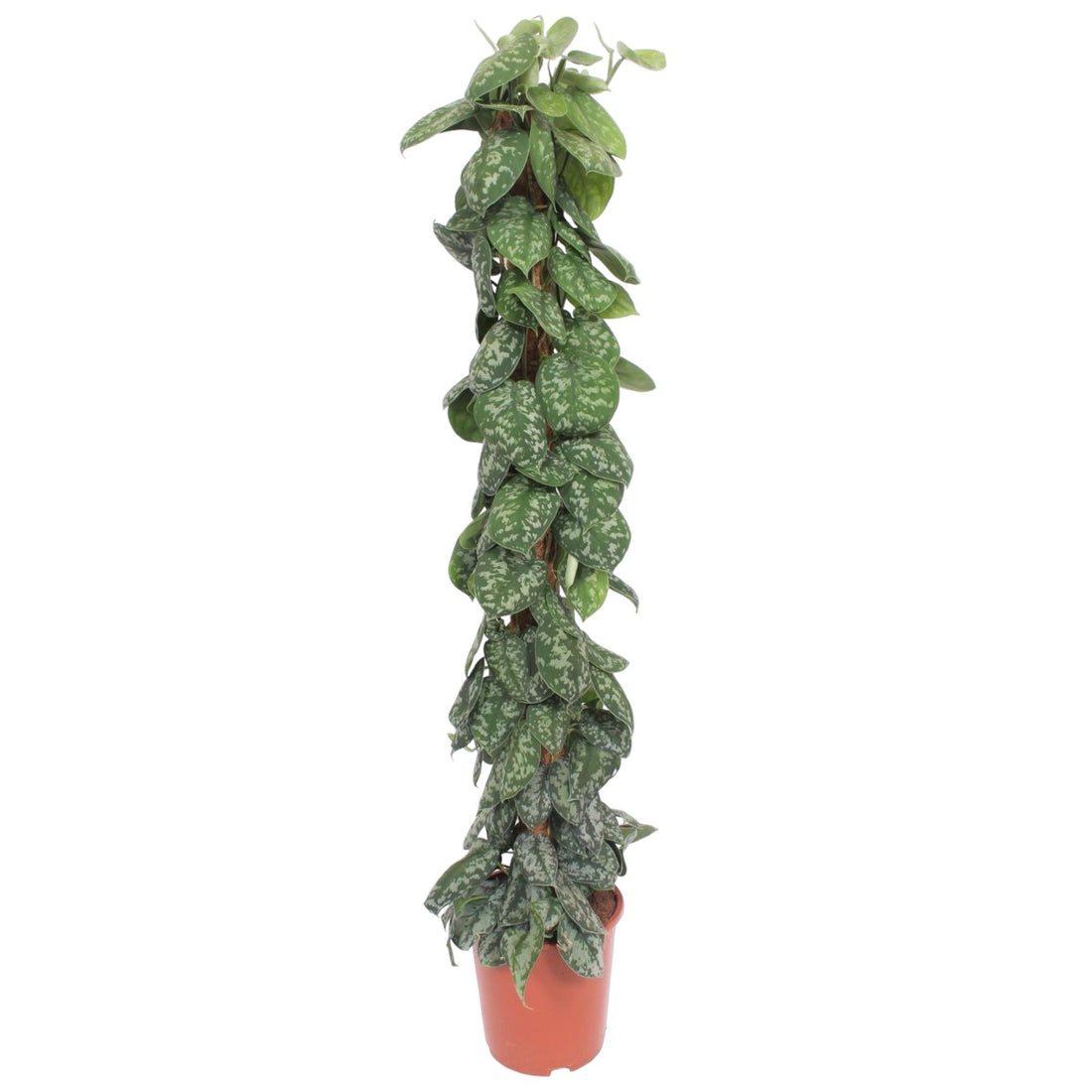 Scindapsus Pictus Trebie  - 160 cm - ø30