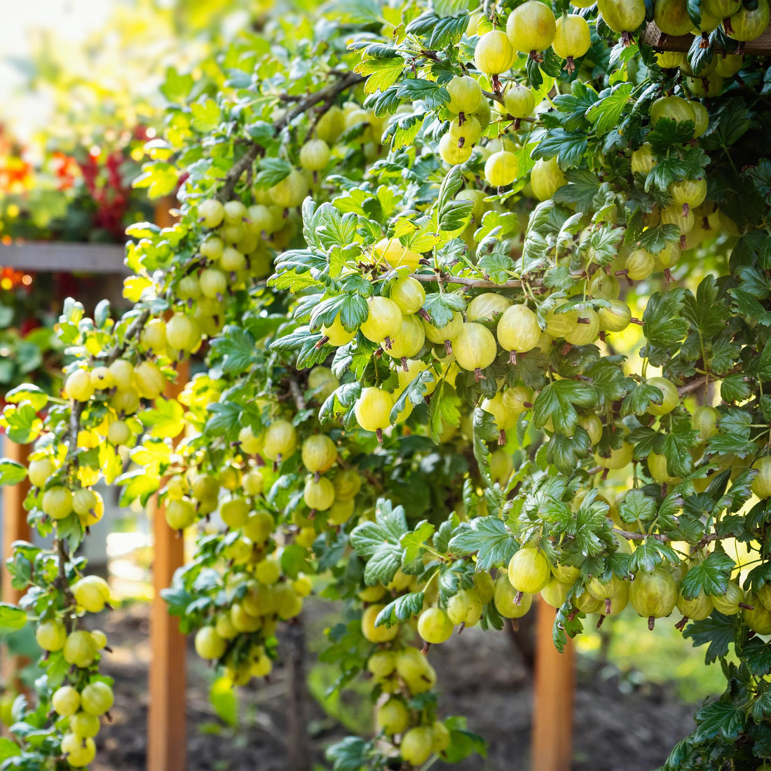 Stachelbeere - Ribes uva-crispa Invicta - Grune Beere - 2 Pflanzen - Topf 11cm Höhe 40cm