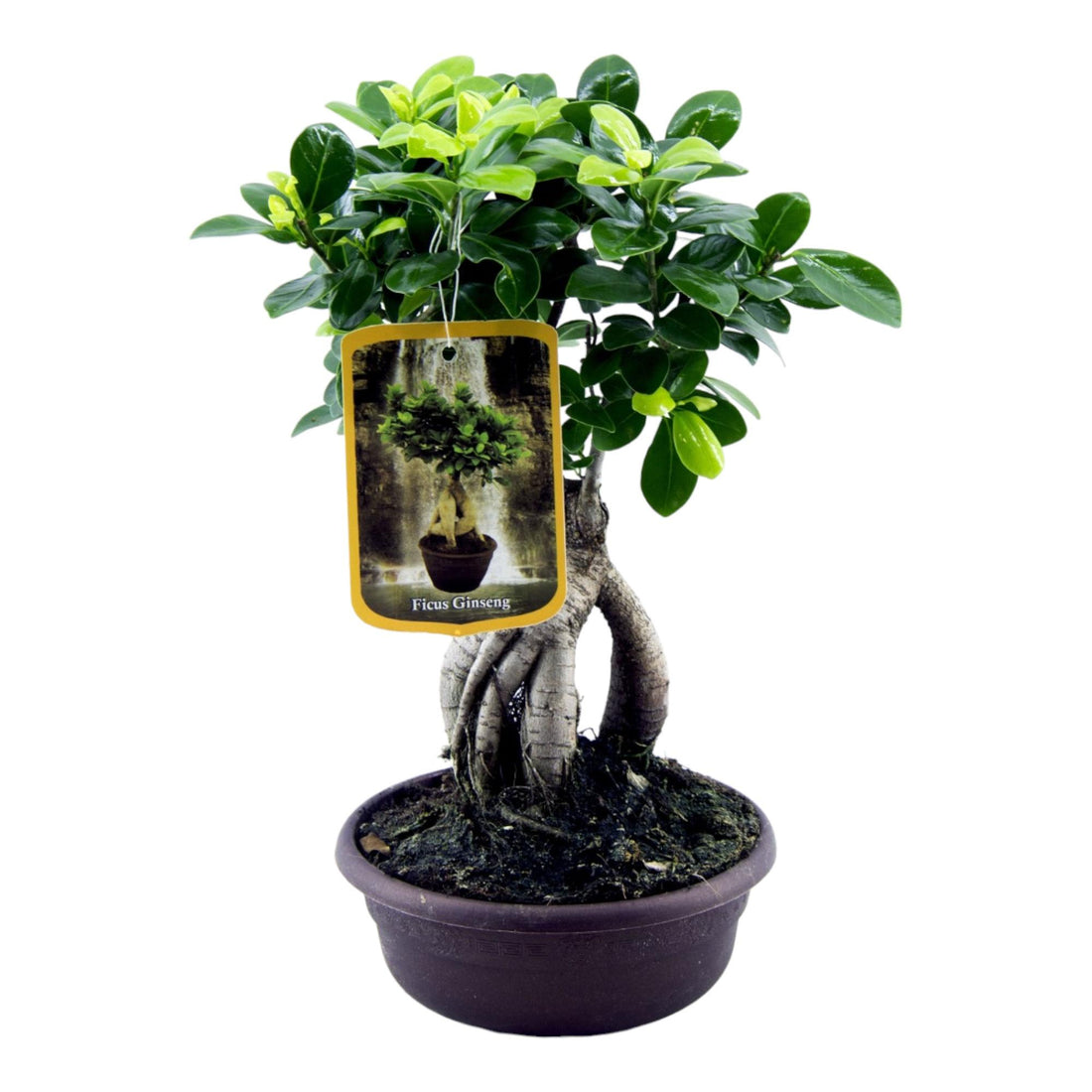 Ficus Microcarpa Ginseng – Eleganter Bonsai für Innenräume