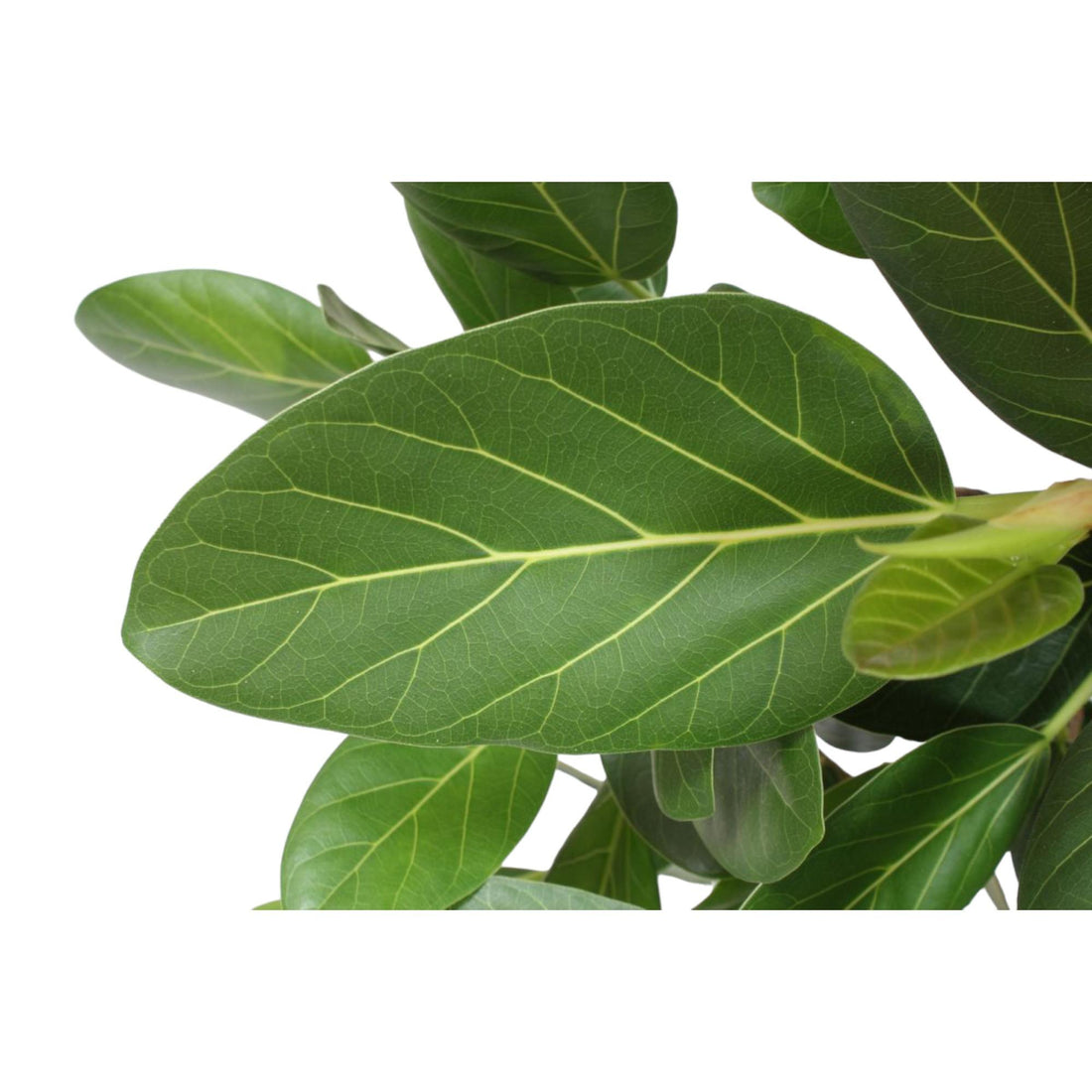 Ficus Benghalensis verzweigt 140 - 200cm – Exotische Zimmerpflanze