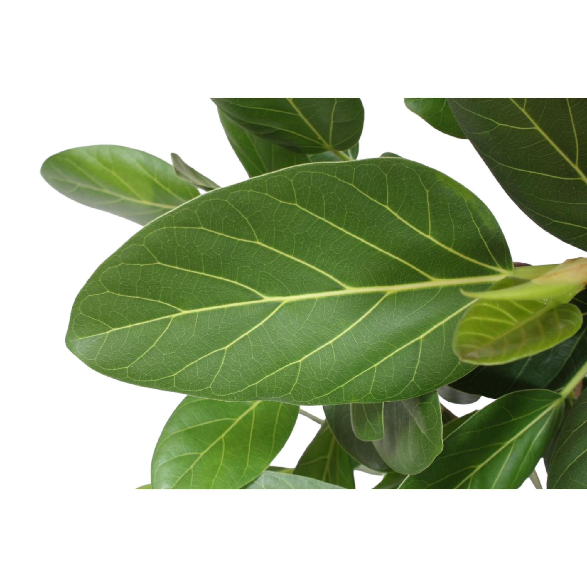 Ficus Benghalensis verzweigt 140 - 200cm – Exotische Zimmerpflanze